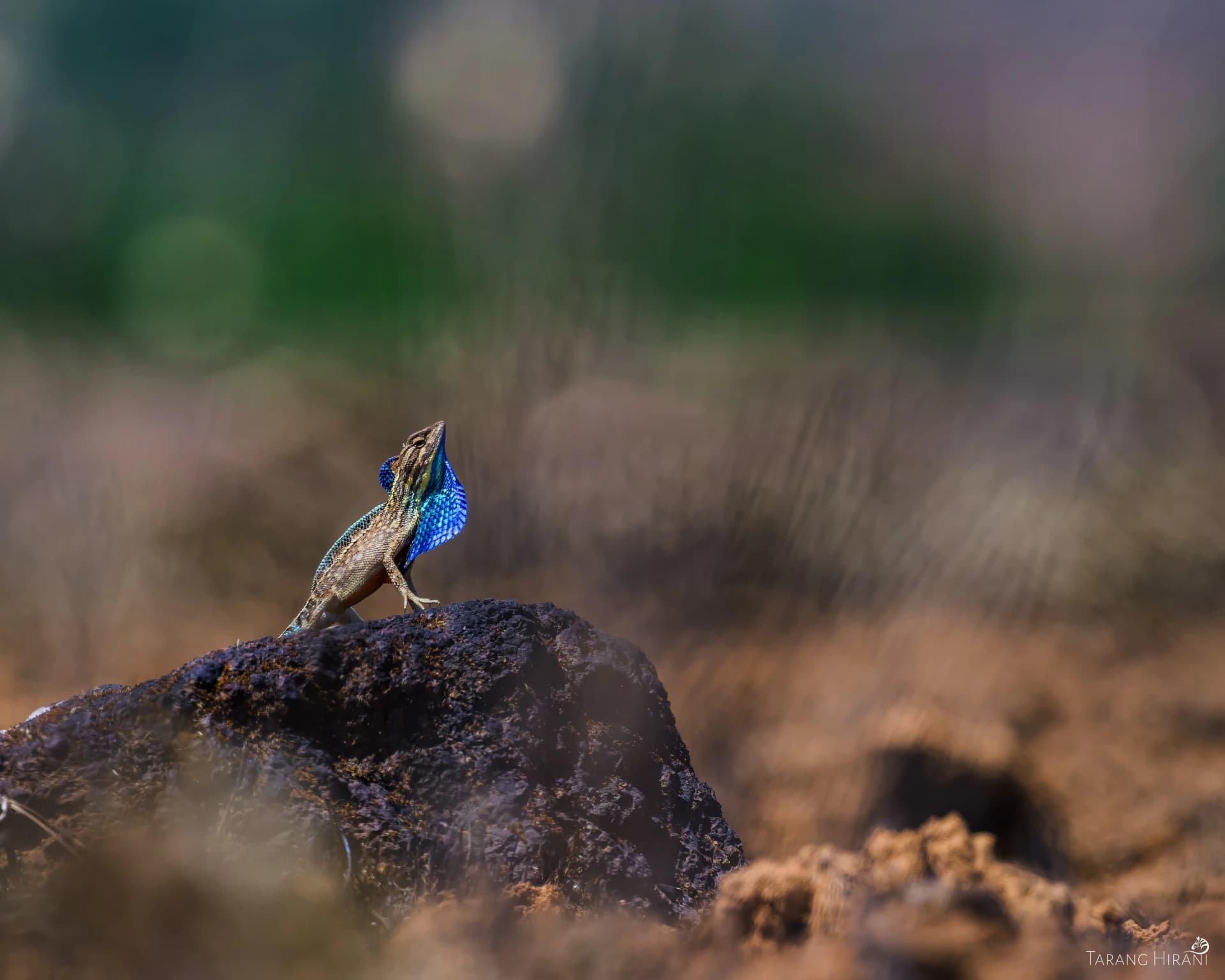 Wildlife photograph