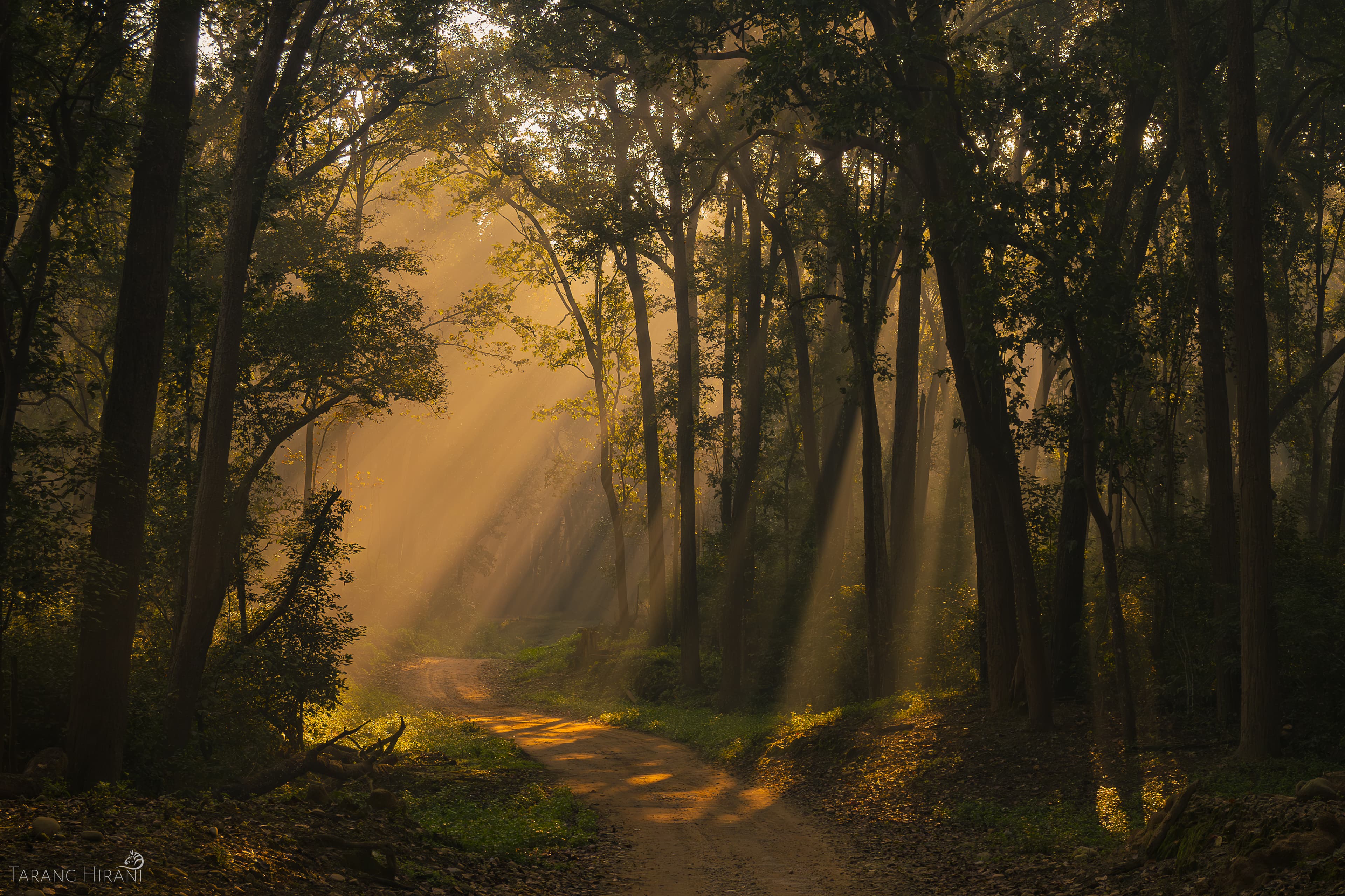 Winter light filtering through the Sal forest canopy in Dhikala