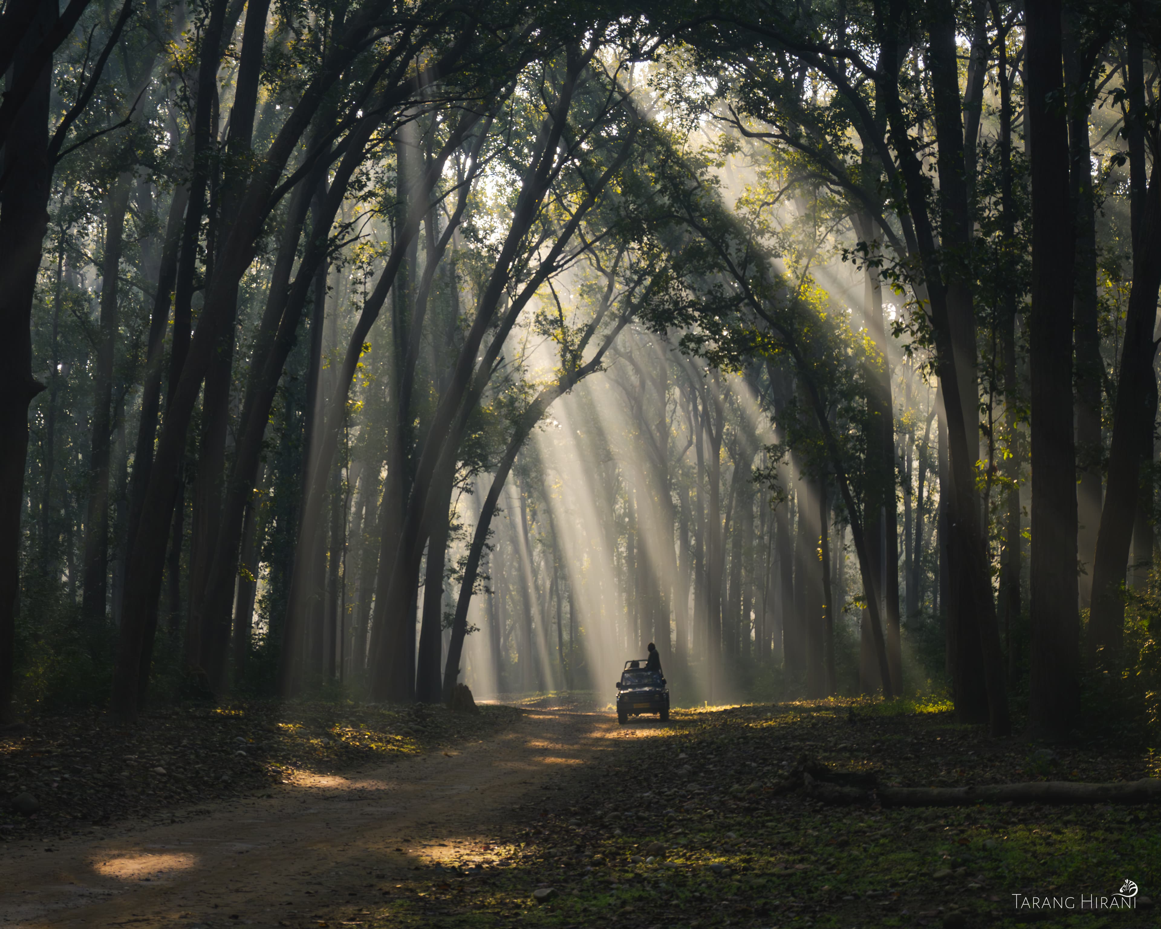 Saal canopy along the Dhikala main road