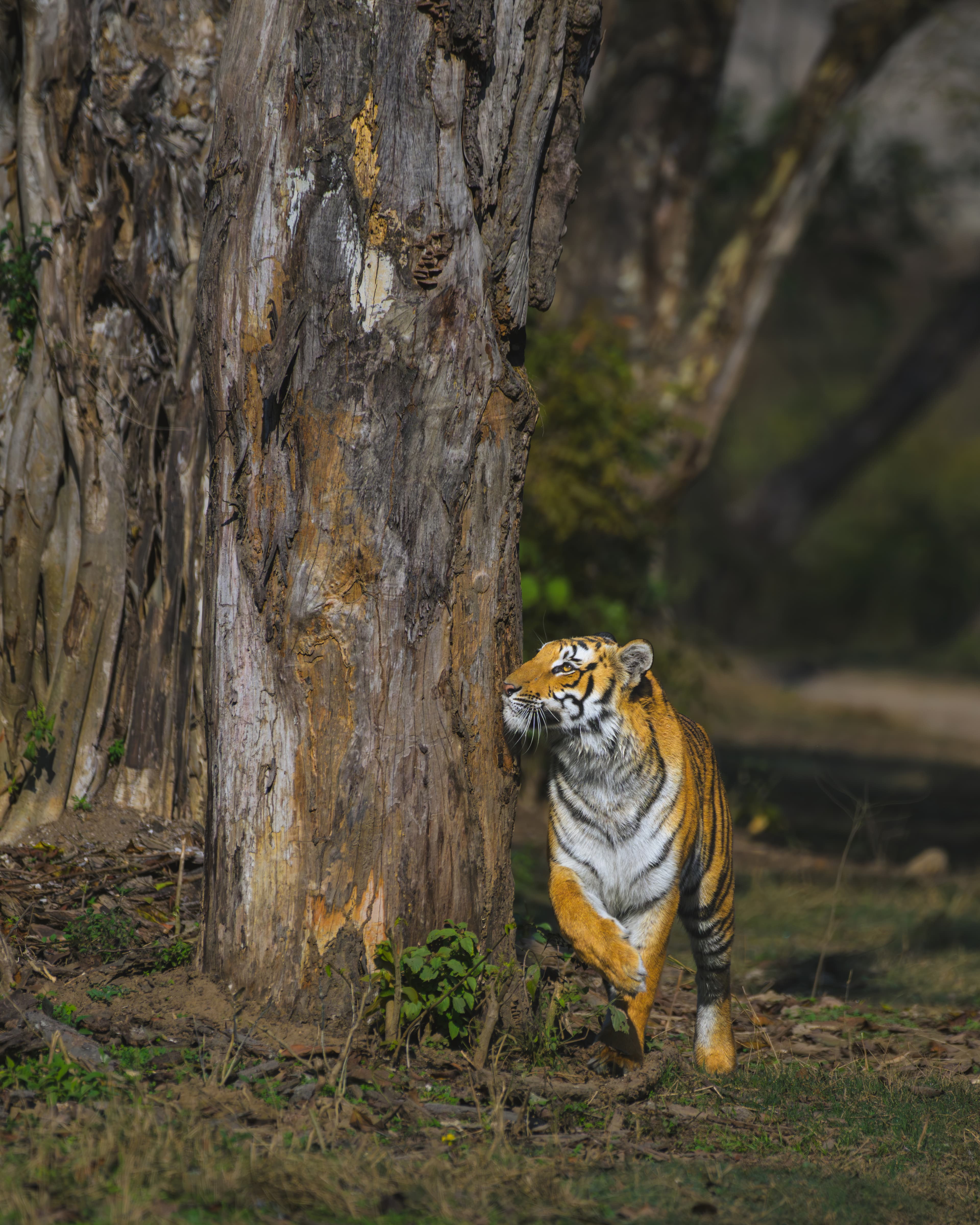 Paarwali's daughter patrolling her territory in Dhikala